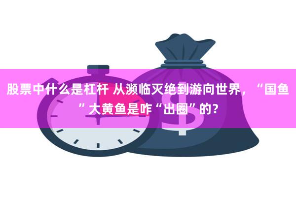 股票中什么是杠杆 从濒临灭绝到游向世界，“国鱼”大黄鱼是咋“出圈”的？